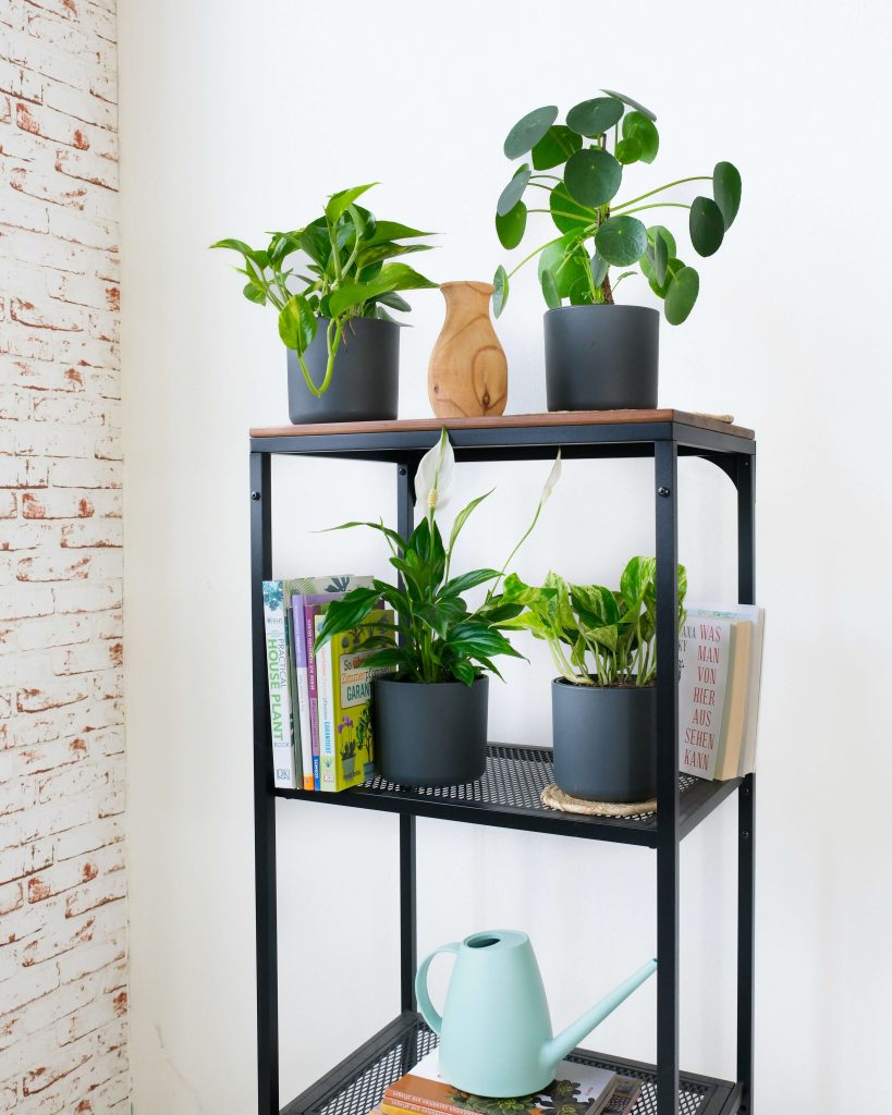 plantes sur une étagère
